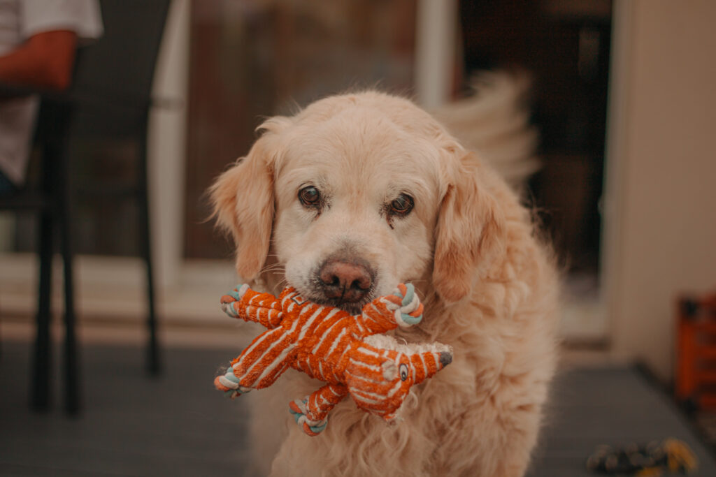 chien et son doudou, photographe venoy