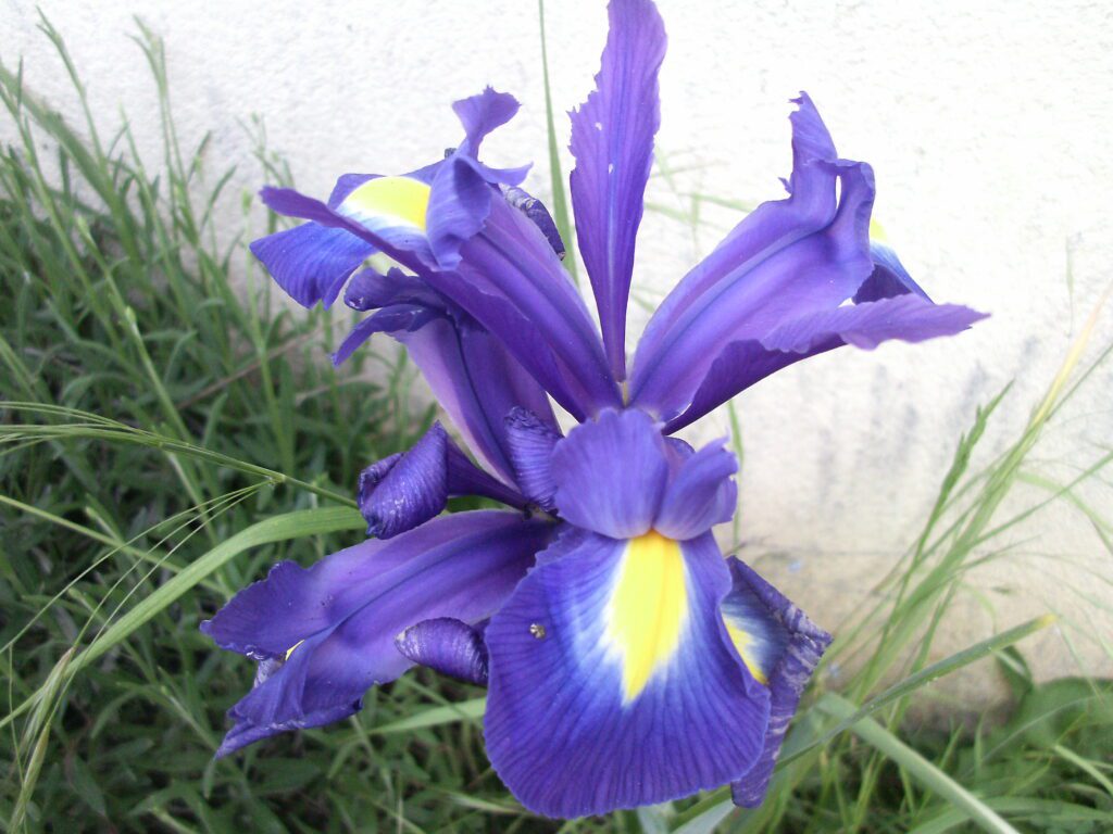 photographie d'une fleur prise lors d'une activité d'été