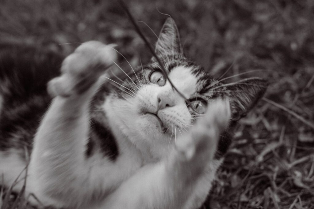 Gros plan d’un chat qui joue dans l’herbe, photographié à Auxerre dans l’Yonne.