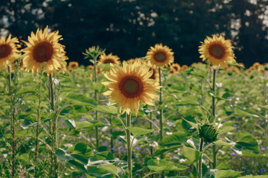 Champ de tournesols dorés s’étendant sous le soleil d’été dans la campagne de l’Yonne, près d’Auxerre.