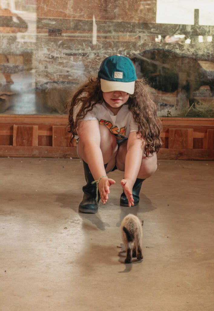Chatons jouant avec une petite fille à la chèvrerie de Saint-Bris