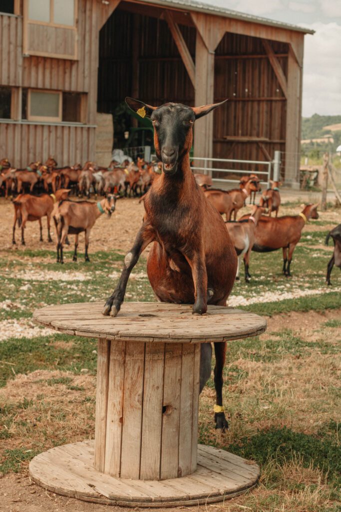 chèvre dans une pose rigolote à la chèvrerie