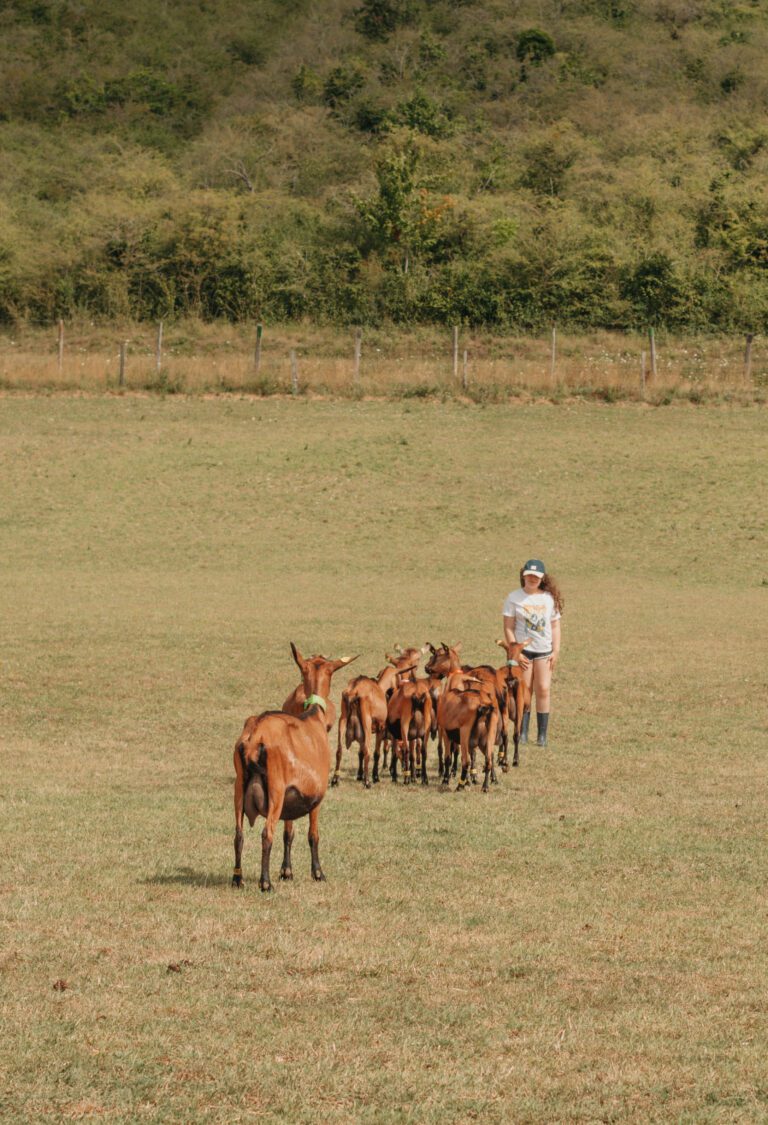 Petite fille suivi par des chèvres dans un pré dans l'yonne