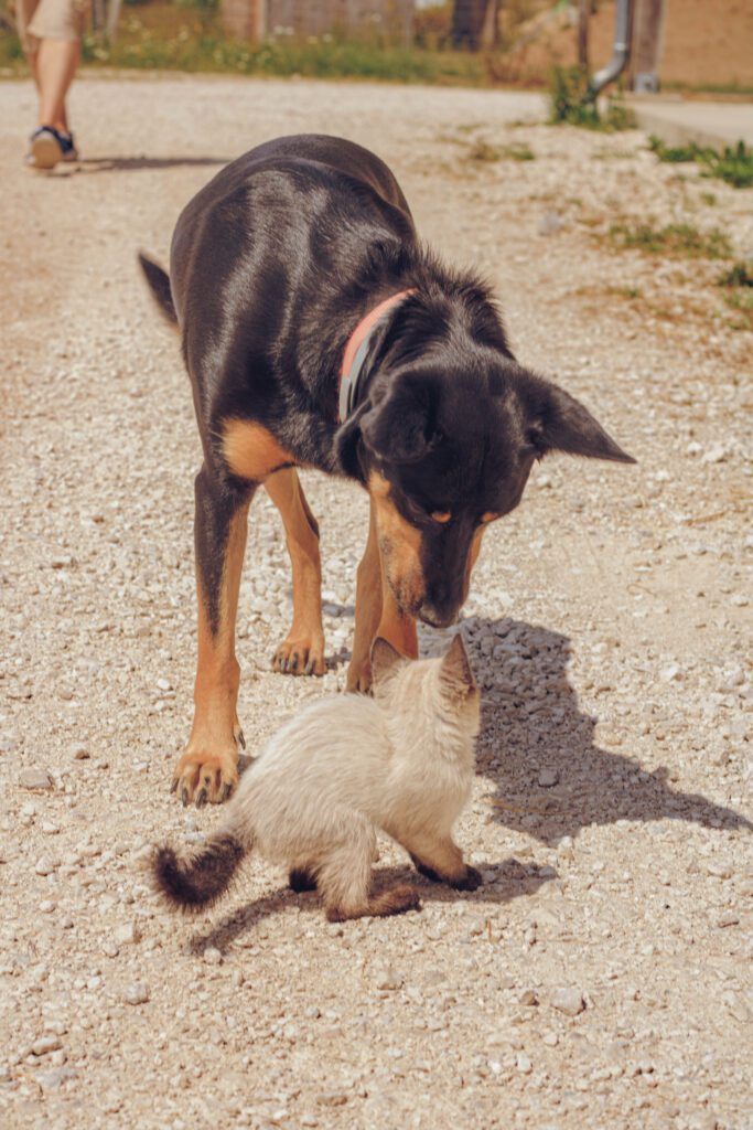 Rocky, le chien de la ferme, assis à côté d’un chaton près des bottes de foin à Saint-Bris-le-Vineux