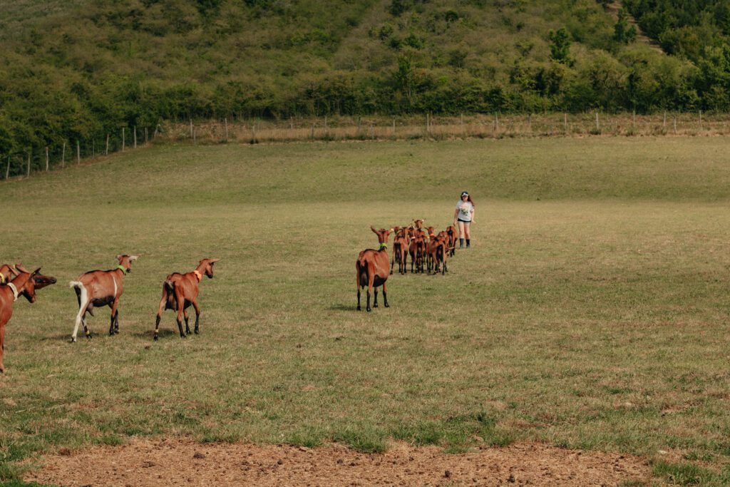 petite ille dans un pré avec des chèvre a la ferme de claire dans l'yonne