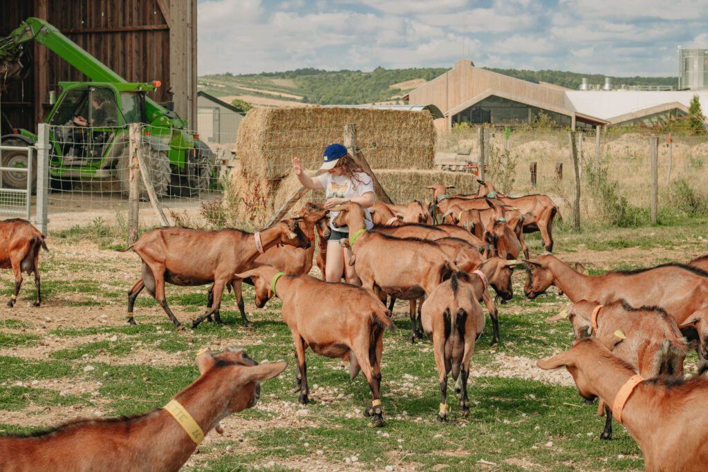 Famille en balade dans la pâture avec des chèvres en liberté
