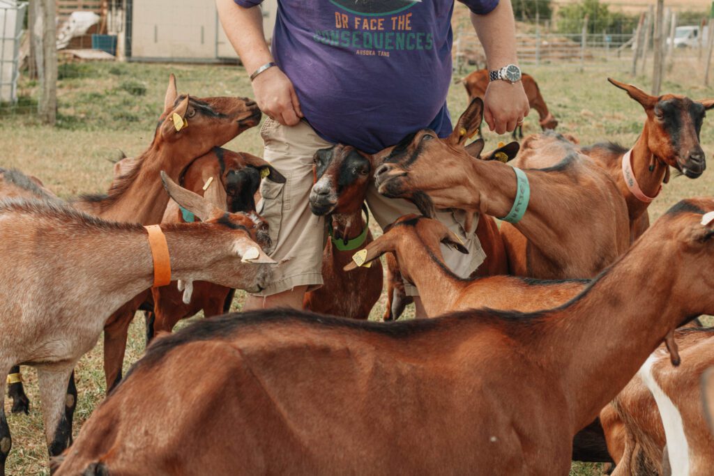 homme dans un champs avec des chèvres