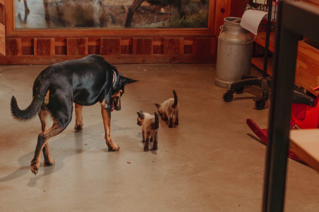rocky le chien qui surveille les deux chatons