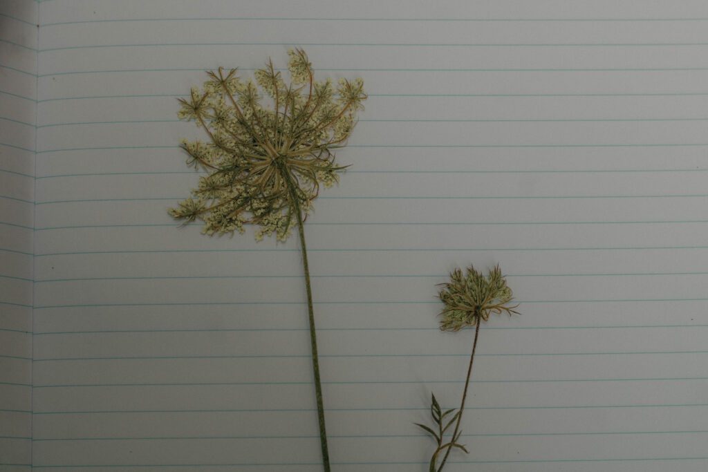 Fleurs séchées collées dans un carnet de vacances créé avec un enfant, pour garder un joli souvenir de l’été