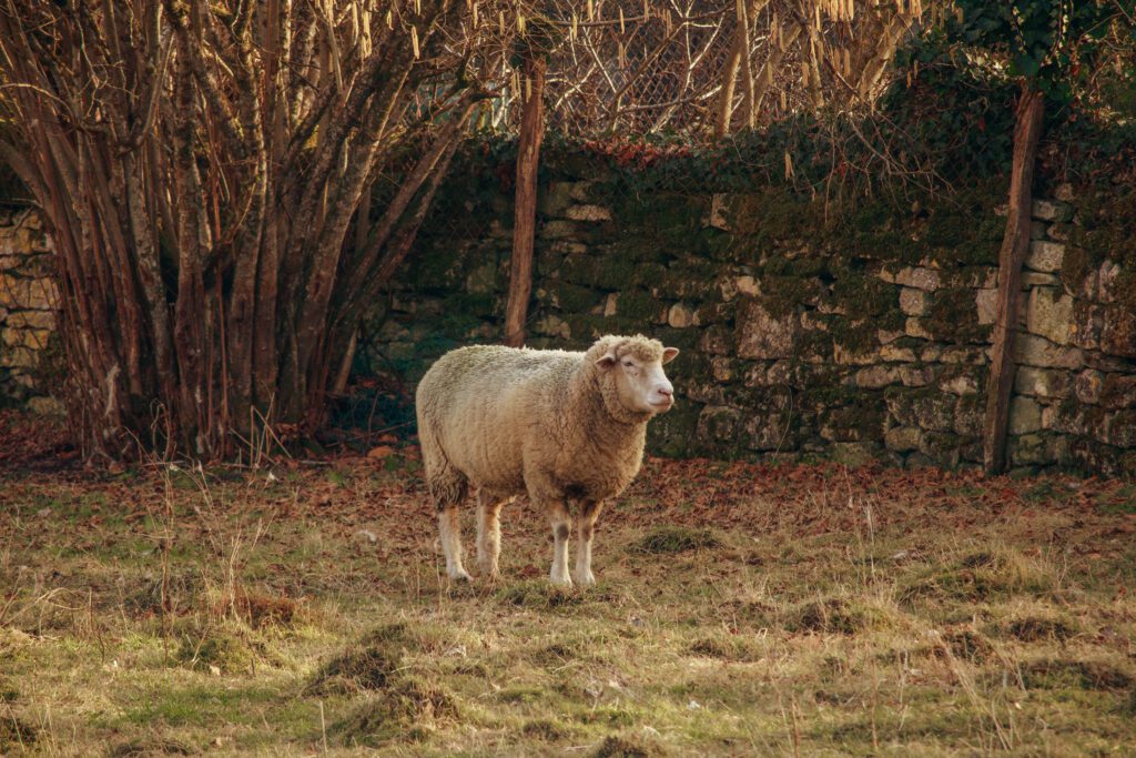 mouton dans le joli village de druyes dans l'yonne