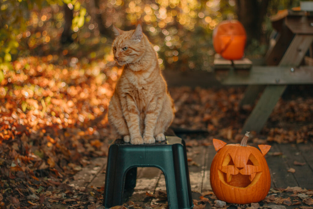 Chat allongé dans un rayon de soleil d’automne, ambiance cosy et chaleureuse.