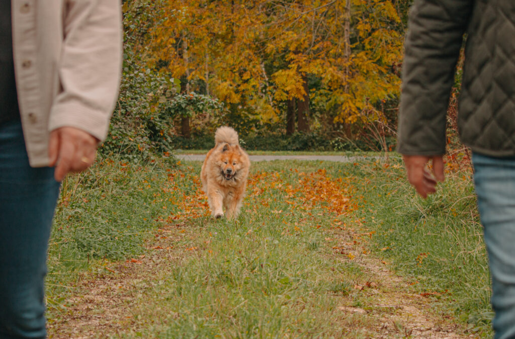 Séance photo d’automne dans l’Yonne : un chien qui s’amuse dans les feuilles colorées.