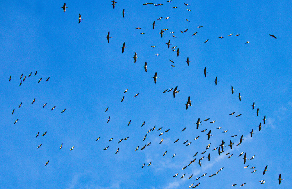 Les grues qui repartent pour l'hiver en passant dans le ciel de l'yonne.