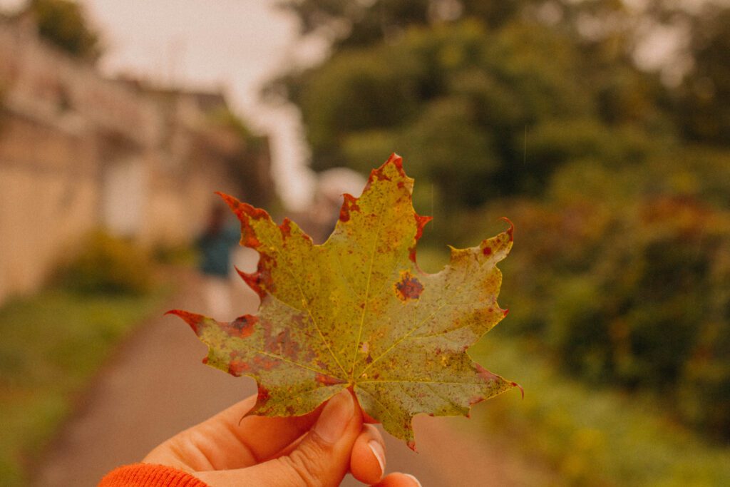 une jolie feuille d'automne ramassé dans l'yonne.