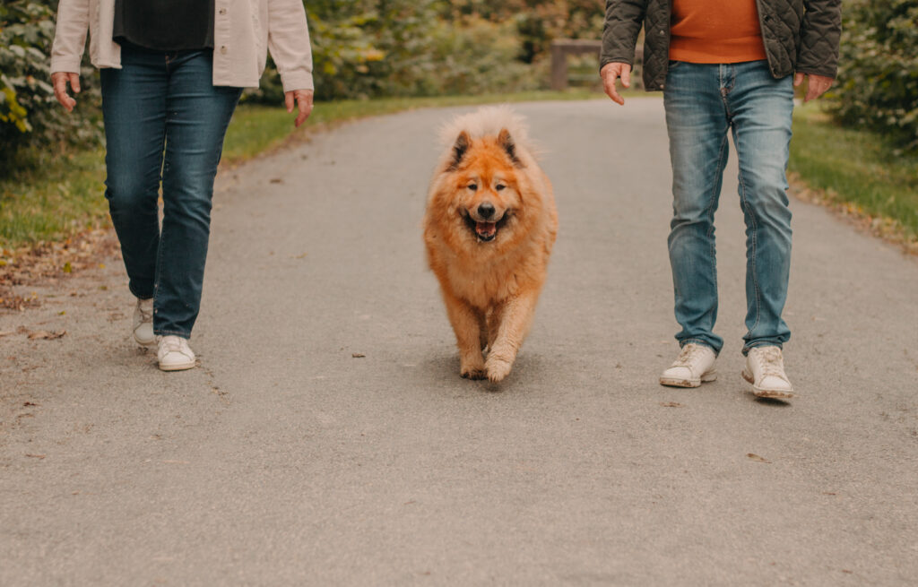 Chien se promenant entre les jambes de ses propriétaires, séance photo de famille à Auxerre, style naturel et cinématique.