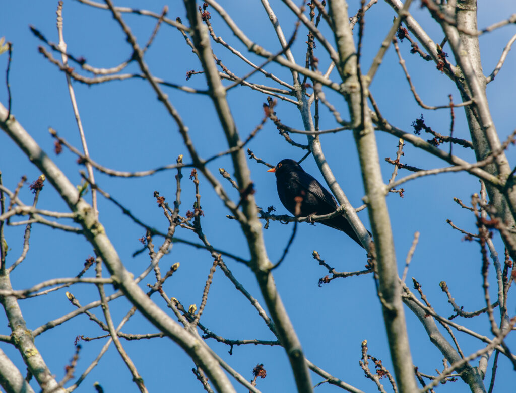 Merle perché dans un arbre au petit matin, symbole des petits glimmers de mai et du plaisir d’entendre le chant des oiseaux au réveil.