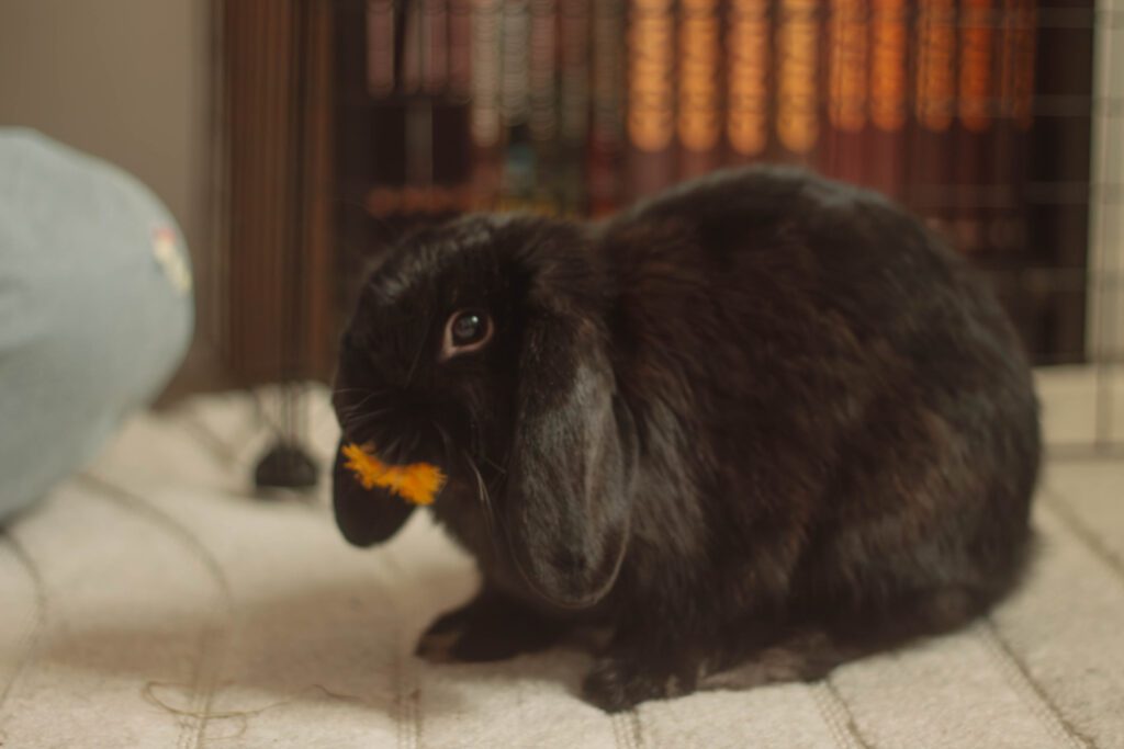 Petit lapin qui mange un pissenlit du jardin, glimmer de Mai.